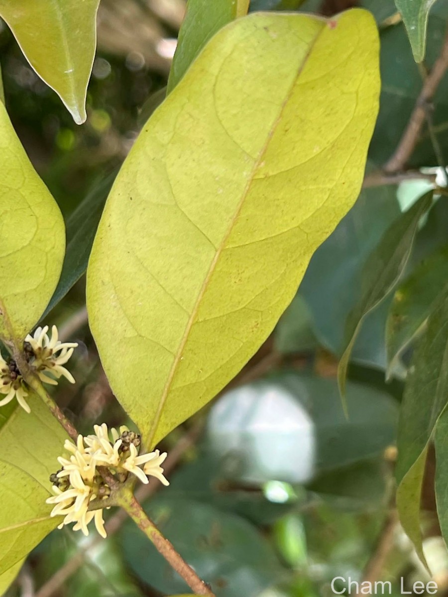 Chionanthus albidiflorus Thwaites